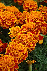 Bonanza Flame Marigold (Tagetes patula 'Bonanza Flame') at Stonegate Gardens