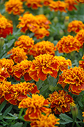 Little Hero Flame Marigold (Tagetes patula 'Little Hero Flame') at The Mustard Seed