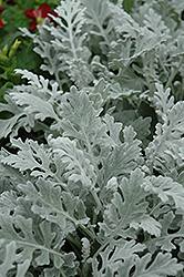Silver Cascade Dusty Miller (Artemisia stelleriana 'Silver Cascade') at Stonegate Gardens