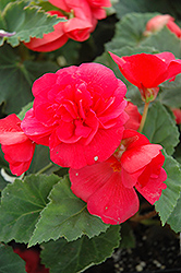 Nonstop Rose Pink Begonia (Begonia 'Nonstop Rose Pink') at Stonegate Gardens
