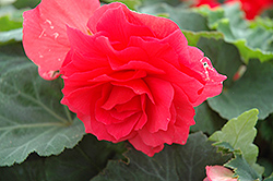 Nonstop Bright Red Begonia (Begonia 'Nonstop Bright Red') at Stonegate Gardens