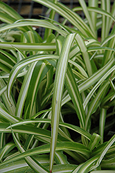 Spider Plant (Chlorophytum comosum) at Stonegate Gardens