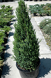 Sentinel Juniper (Juniperus communis 'Sentinel') at Stonegate Gardens