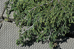 Corielagan Juniper (Juniperus communis 'Corielagan') at Stonegate Gardens