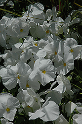 Mariposa White Pansy (Viola 'Mariposa White') at Stonegate Gardens