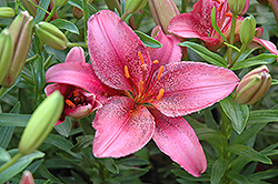 Lily Looks Tiny Spider Lily (Lilium 'Tiny Spider') at Lakeshore Garden Centres