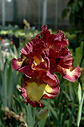 Drama Queen Iris (Iris 'Drama Queen') at Stonegate Gardens