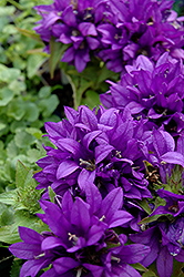 Purple Pixie Clustered Bellflower (Campanula glomerata 'Purple Pixie') at Stonegate Gardens