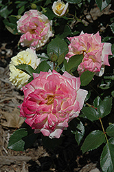 Music Box Rose (Rosa 'BAIbox') at Lakeshore Garden Centres