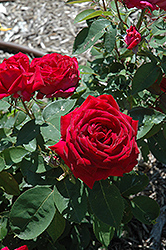 Kashmir Rose (Rosa 'Kashmir') at Lakeshore Garden Centres
