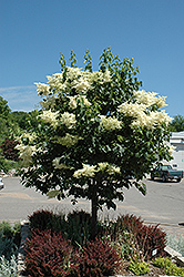 Snowdance Japanese Tree Lilac (Syringa reticulata 'Bailnce') at A Very Successful Garden Center