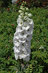 Aurora White Larkspur (Delphinium 'Aurora White') at Stonegate Gardens