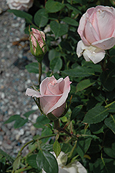 Bride's Dream Rose (Rosa 'Bride's Dream') at Stonegate Gardens