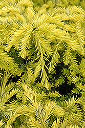 Sunburst Yew (Taxus x media 'Sunburst') at Stonegate Gardens