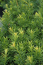 Nova Japanese Yew (Taxus cuspidata 'Nova') at Stonegate Gardens