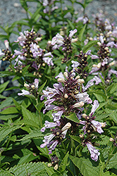 Candy Cat Catmint (Nepeta subsessilis 'Candy Cat') at Lakeshore Garden Centres