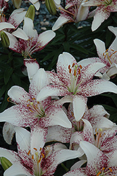 Crossover Lily (Lilium 'Crossover') at Stonegate Gardens