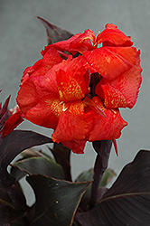 Tropical Bronze Scarlet Canna (Canna 'Tropical Bronze Scarlet') at Stonegate Gardens