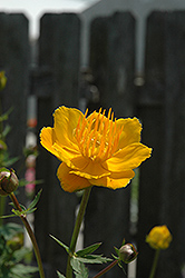 Orange Princess Globeflower (Trollius x cultorum 'Orange Princess') at Stonegate Gardens