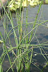 Barred Horsetail (Equisetum japonica) at The Mustard Seed