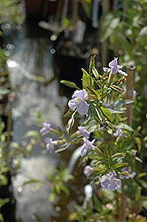 Allegheny Monkey Flower (Mimulus ringens) at Lakeshore Garden Centres