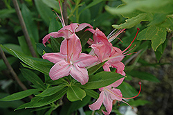Weston's Popsicle Azalea (Rhododendron 'Weston's Popsicle') at A Very Successful Garden Center