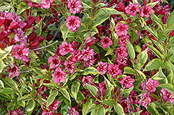 French Lace Weigela (Weigela florida 'French Lace') at Lakeshore Garden Centres
