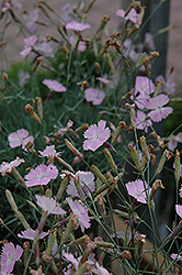 Wink Maiden Pink (Dianthus 'Wink') at Stonegate Gardens