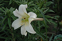 White Crane Lily (Lilium formosanum 'White Crane') at Stonegate Gardens