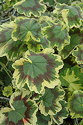 Tricolor Geranium (Pelargonium 'Tricolor') at Stonegate Gardens