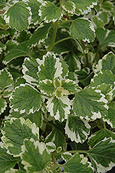 Variegated Swedish Ivy (Plectranthus coleoides 'Variegata') at Stonegate Gardens