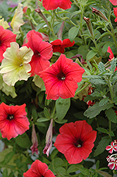 Glow Forest Fire Petunia (Petunia 'Glow Forest Fire') at Stonegate Gardens