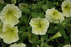 Fortunia Yellow Petunia (Petunia 'Fortunia Yellow') at Stonegate Gardens