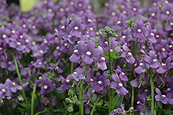 Enchanting Blue Nemesia (Nemesia 'Enchanting Blue') at Stonegate Gardens