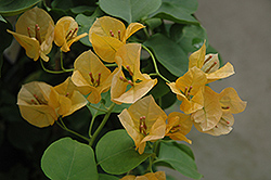 Gold Rush Bougainvillea (Bougainvillea 'Gold Rush') at Stonegate Gardens