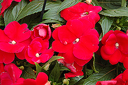 Sonic Red New Guinea Impatiens (Impatiens 'Sonic Red') at Lakeshore Garden Centres