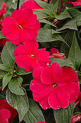 Sonic Burgundy New Guinea Impatiens (Impatiens 'Sonic Burgundy') at The Mustard Seed