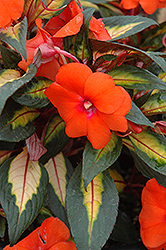 Painted Paradise Orange New Guinea Impatiens (Impatiens hawkeri 'Painted Paradise Orange') at Stonegate Gardens