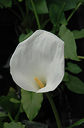 Calla Lily (Zantedeschia aethiopica) at Stonegate Gardens