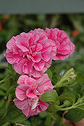 Double Wave Pink Petunia (Petunia 'Double Wave Pink') at Stonegate Gardens