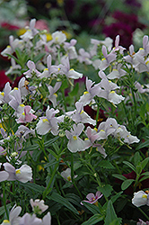 Confection Pink Nemesia (Nemesia 'Confection Pink') at Stonegate Gardens