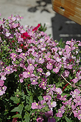 Compact Pink Innocence Nemesia (Nemesia 'Compact Pink Innocence') at Stonegate Gardens
