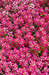 Wonderland Deep Rose Alyssum (Lobularia maritima 'Wonderland Deep Rose') at Stonegate Gardens