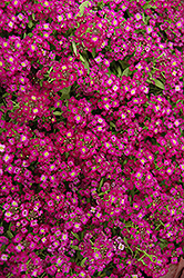 Wonderland Purple Alyssum (Lobularia maritima 'Wonderland Purple') at Stonegate Gardens