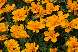 Safari Orange Marigold (Tagetes patula 'Safari Orange') at Stonegate Gardens
