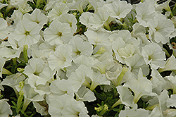 Picobella White Petunia (Petunia 'Picobella White') at Stonegate Gardens