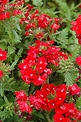 Obsession Red Verbena (Verbena 'Obsession Red') at Stonegate Gardens