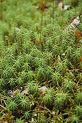 Juniper Haircap Moss (Polytrichum juniperinum) at Stonegate Gardens