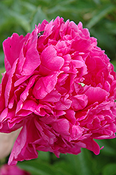My Pal Rudy Peony (Paeonia 'My Pal Rudy') at A Very Successful Garden Center