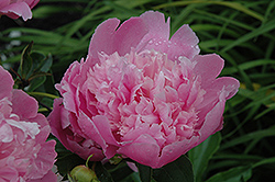 Monsieur Jules Elie Peony (Paeonia 'Monsieur Jules Elie') at Lakeshore Garden Centres